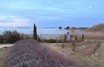 A serene landscape features lavender bushes, vineyards, and cypress trees under a blue sky. A layer of mist floats over the fields, with the moon visible.