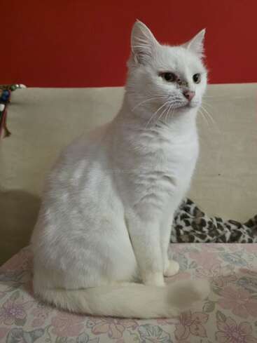 A white cat is sitting gracefully on a floral-patterned surface, against a red and beige background, looking calmly to the side, appearing relaxed and elegant.
