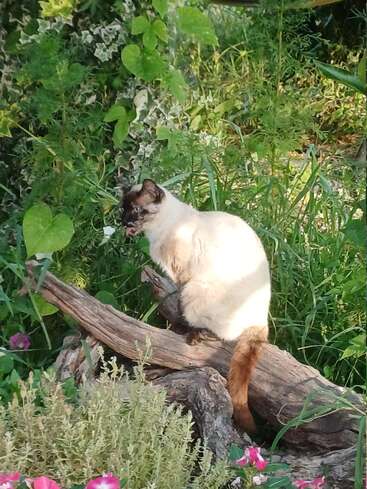Un gato siamés está sentado en la rama de un árbol, rodeado de exuberante vegetación y flores de color rosa intenso, disfrutando de la luz del sol en un apacible jardín.
