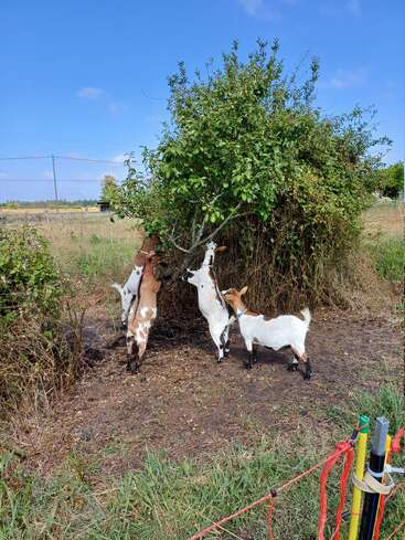 Tres cabras permanecen juntas junto a un gran arbusto frondoso en un campo cubierto de hierba, estirándose hacia arriba para comer las hojas bajo un cielo azul despejado, rodeado de vallas.