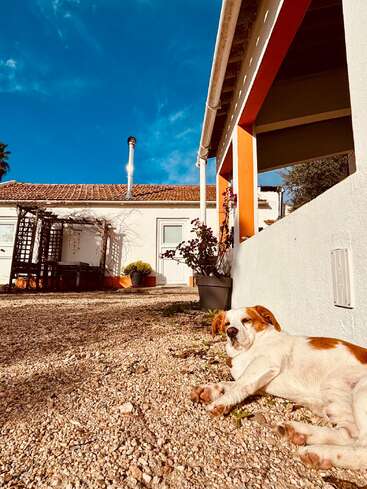 Un perro relajado descansa sobre gravilla en un patio soleado, junto a una casa blanca con tejado de tejas rojas, cielo azul y plantas en macetas cerca. Una tarde tranquila.