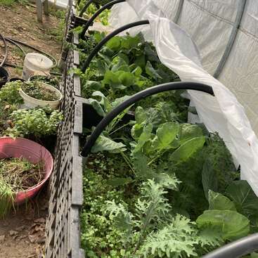 L'image représente une serre avec une rangée de plantes, dont des légumes verts à feuilles, dans des caisses noires, entourées d'une bâche en plastique blanche et de divers articles de jardinage.