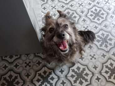 Un chien gris, joyeux et un peu débraillé, lève les yeux, le regard vif et impatient, la gueule grande ouverte dans un sourire de joie, assis sur un sol carrelé noir et blanc à motifs.