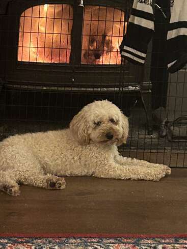 A fluffy, cream-colored dog lies comfortably on a wooden floor in front of a cozy, blazing fireplace, protected by a metal screen, with clothing hanging nearby.