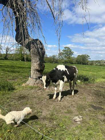 A small white dog and a black-and-white cow face each other under a leafless tree in a grassy field, with blue sky and clouds above.