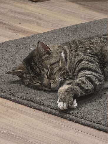 Um gato malhado com patas brancas dorme tranquilamente em um tapete cinza macio ao lado de um piso de madeira, parecendo muito relaxado e confortável em um ambiente interno aconchegante.