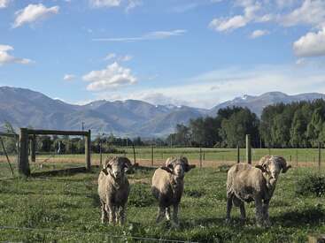 Três ovelhas estão sobre a grama verde em um pasto cercado. Atrás delas há árvores exuberantes e montanhas cobertas de neve sob um céu azul com nuvens espalhadas.