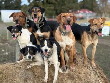 Sete cães felizes estão posando juntos em um grande fardo de feno do lado de fora. Eles parecem enérgicos, alertas e amigáveis, com a língua para fora e os olhos brilhantes.