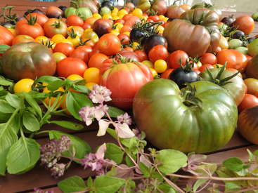A imagem retrata uma variedade vibrante de tomates e folhas de manjericão em uma mesa de madeira, mostrando uma exibição colorida e convidativa de produtos frescos.