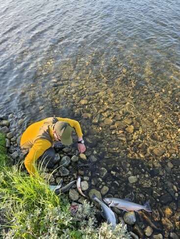 A person in a yellow jacket kneels by a rocky riverbank, handling fish they've caught. Three large fish lay on the stones near the clear water.