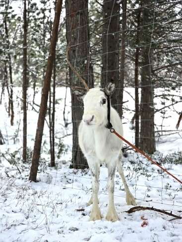 A white reindeer with light brown spots stands in snowy woods, tethered by an orange rope. Behind it, trees and wire fencing are visible, creating a winter scene.