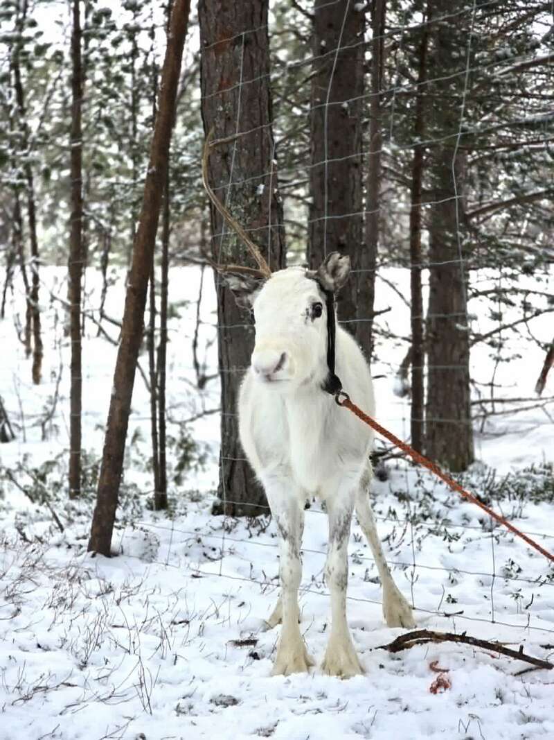 A white reindeer with light brown spots stands in snowy woods, tethered by an orange rope. Behind it, trees and wire fencing are visible, creating a winter scene.
