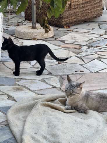 A black cat stands alert on stone tiles while a grey cat lounges relaxed on a beige blanket. Surroundings include greenery and a wicker basket. Peaceful scene.