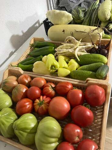 The image shows vibrant fresh vegetables including tomatoes, peppers, squash, cucumbers, beans, and gourds arranged in baskets on a table, ready for sorting.