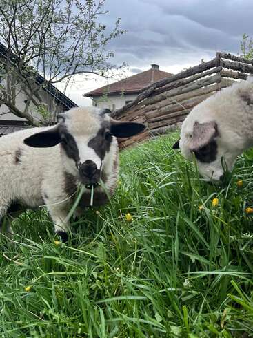 Two adorable lambs with black markings graze on fresh green grass. A rustic wooden fence and houses sit under a cloudy gray sky in the background.