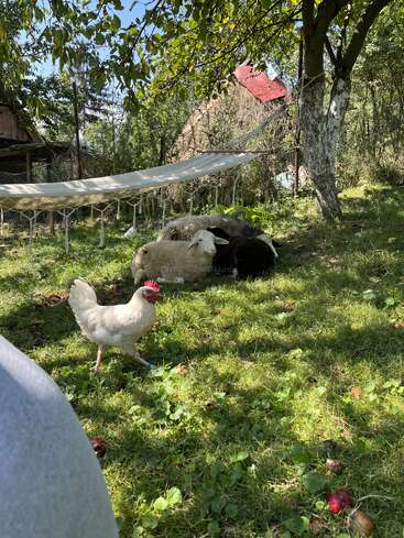 The image depicts a serene scene of a white chicken, two sheep, and a hammock in a lush grassy area, surrounded by trees and a rustic building.