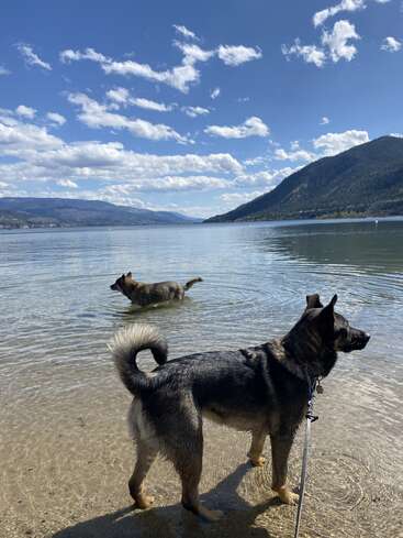 Dois cães desfrutam de um dia claro e ensolarado em um lago tranquilo. Um deles entra na água enquanto o outro fica na margem arenosa, com as montanhas atrás.