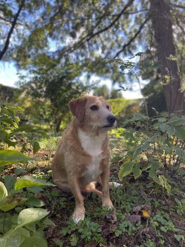 A brown and white dog sits calmly on green grass among leafy plants, surrounded by trees. Sunlight filters through branches, creating a peaceful, natural atmosphere outdoors.