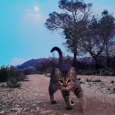 Un curioso gato atigrado camina con confianza por un sendero rocoso al atardecer. Los árboles y las montañas lejanas enmarcan la escena, mientras la luna brilla suavemente en el cielo.