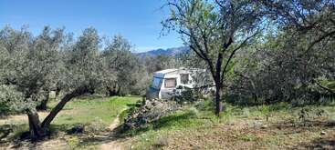 Una caravana blanca se encuentra enclavada entre olivos en un paisaje tranquilo y soleado. La hierba verde y las montañas en la lejanía crean un entorno natural y apacible al aire libre.