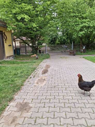 Un poulet se tient sur un chemin pavé près d'une cour verte, entourée d'arbres et d'une clôture en bois. Une brouette et des outils de jardinage se trouvent à l'arrière-plan.