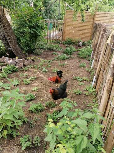 Trois poules gambadent dans un jardin clôturé et partiellement ombragé, avec des plantes vertes, des arbres, une clôture en bois et des rochers éparpillés autour, créant ainsi une scène paisible d'arrière-cour rurale.