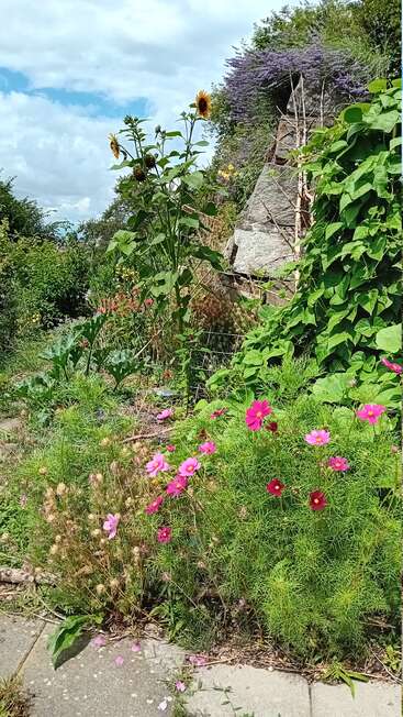 Una exuberante escena de jardín con altos girasoles, cosmos rosas, enredaderas verdes y flores moradas en lo alto de una colina rocosa bajo un cielo parcialmente nublado.