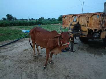 Une vache brune se tient sur un sol sablonneux près d'un vieux véhicule rouillé, avec des champs et des arbres verts en arrière-plan, sous un ciel clair.