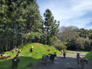 A imagem mostra uma cena serena de cabras andando livremente em uma encosta gramada ao lado de uma estrada pavimentada, tendo como pano de fundo árvores e um céu azul.
