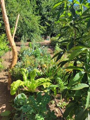 A imagem mostra um jardim vibrante com diversas plantas, incluindo folhas verdes e flores, cercado por árvores e um caminho de terra, evocando uma atmosfera ensolarada e serena.