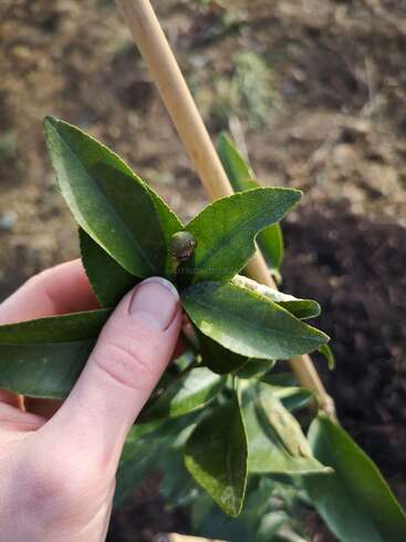 A hand holds a leafy green plant with a small brown bud or fruit. A wooden stake supports the plant. Soil and garden background are visible.