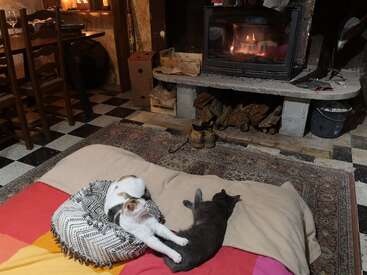 Two cats relax on a cozy bed in front of a warm fireplace. The rustic room features wood, checkerboard flooring, a rug, and stacked firewood.