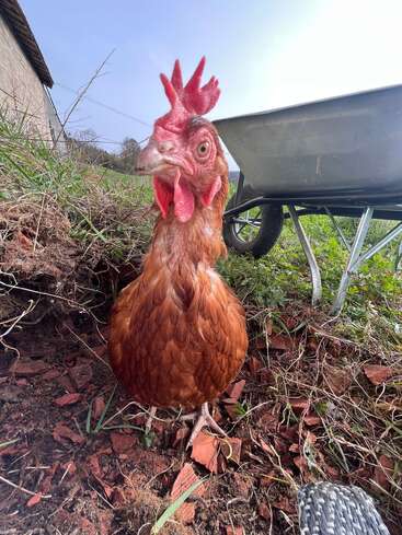 A curious brown chicken stands on red soil and grass, close to the camera. In the background, there's a wheelbarrow and some outdoor farm scenery.