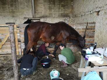 Three people are caring for a large brown horse inside a barn, surrounded by supplies, tools, and hay, all working together in a rustic environment.
