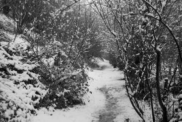 Ein schmaler Pfad schlängelt sich durch einen winterlichen Wald, gesäumt von kahlen, schneebedeckten Bäumen. Die friedliche, monochrome Szene suggeriert Ruhe und Einsamkeit in der Natur.