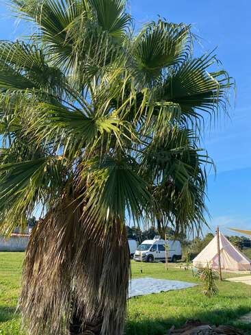A large palm tree stands in the foreground, surrounded by green grass. In the background, there is a white van and a beige tent.