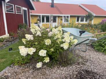 A garden scene with blooming white hydrangeas, a blue wheelbarrow, mulch-covered ground, a red shed, and a yellow house with a red-tiled roof.