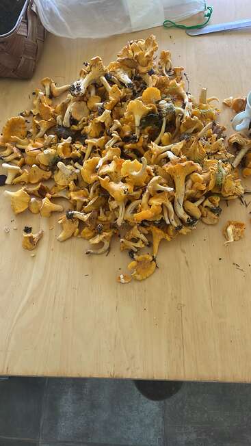 A large pile of freshly foraged chanterelle mushrooms sits on a wooden table, still covered in dirt and forest debris, ready for cleaning.