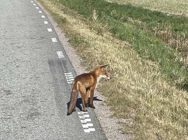 A red fox stands at the edge of a rural road beside grassy fields, looking alert and cautious, possibly preparing to cross into the vegetation.