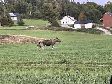 A moose and its calf stand in a green field. Nearby, there are farmhouses, trees, and a winding road leading toward the background forest.