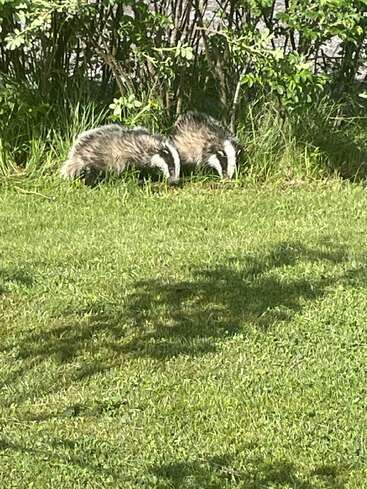 Two badgers with distinctive black and white faces forage in the grass near bushes on a sunny day, surrounded by green foliage and shadows on the lawn.