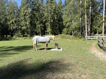 A light brown horse wearing a gray blanket stands near a metal water trough in a grassy field surrounded by tall green trees and a wooden fence.