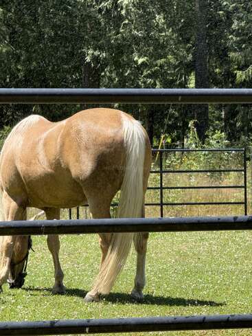 A tan horse with a light mane grazes in a grassy, sunlit pen, surrounded by metal fencing and trees, with water spraying gently from above.