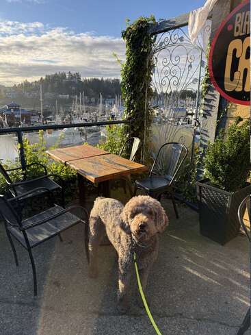 Un perro de pelo rizado está de pie en un soleado patio con mesas y sillas, con vistas a un pintoresco puerto deportivo lleno de barcos y rodeado de frondosos árboles verdes.