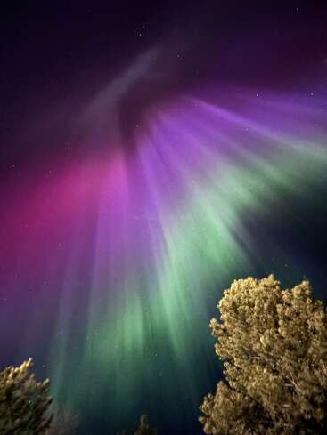 Das Bild zeigt atemberaubende Nordlichter mit leuchtenden Streifen in Rosa, Violett und Grün, die den Nachthimmel über den sich abzeichnenden Baumkronen erhellen. Eine faszinierende Schönheit der Natur.