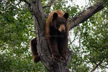 Ein Braunbär sitzt hoch oben in einem Baum, umgeben von grünen Blättern und Ästen, und schaut aufmerksam in die Ferne – vielleicht, um seine Umgebung auf Gefahren hin zu beobachten.