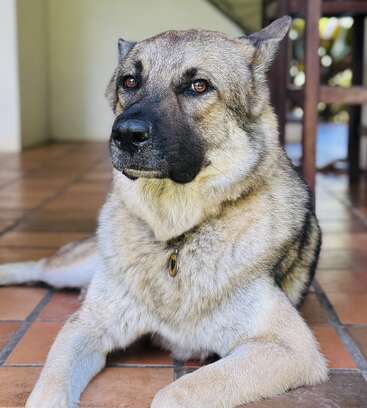 Ein großer Hund mit dichtem Fell liegt auf einem Fliesenboden und wirkt aufmerksam und gelassen. Im Hintergrund sind einige Möbelstücke und natürliches Licht zu sehen.