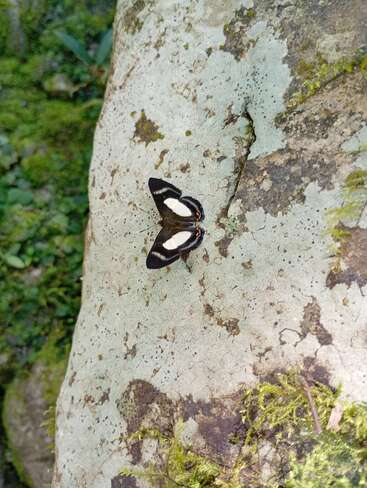 Un papillon noir aux marques blanches se repose sur un rocher moussu et fissuré. La végétation environnante est verdoyante, créant une scène naturelle et sereine.