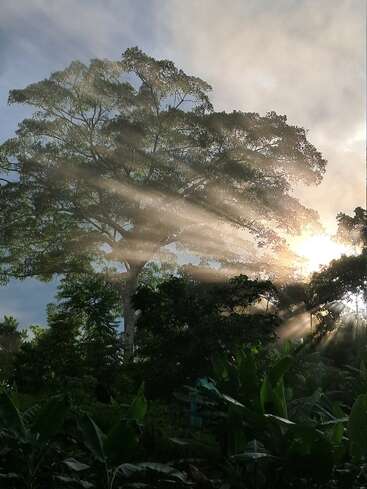 A beautiful, tall tree stands amidst lush greenery as sunlight beams dramatically through its branches, casting rays of light and creating a serene, mystical early morning scene.
