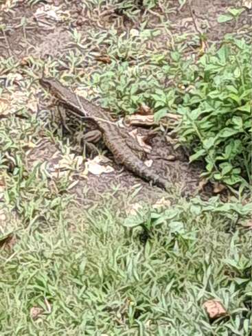 A brown lizard is camouflaged against the earthy ground and green grass, blending well with its natural surroundings. Some scattered leaves and twigs are visible.